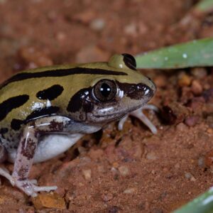 KASSINA SENEGALENSIS TOAD VENOM